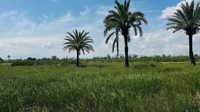 Terreno Rústico en Partida Daimes – 11.000 m2 en Camí Fondo 