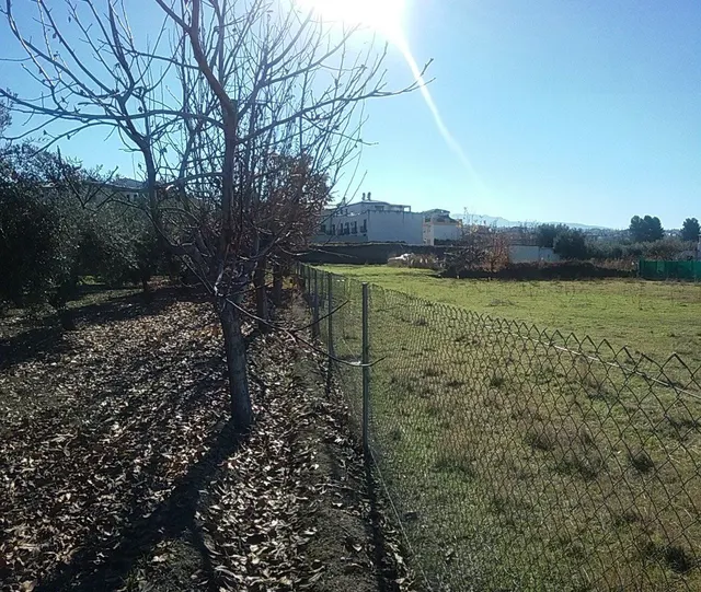 OLIVAR EN LA ZUBIA DE 3.597 M2 — 9