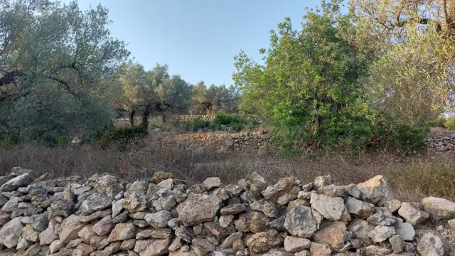 Finca Rústica en el Perello con muchas posibilidades - foto 5