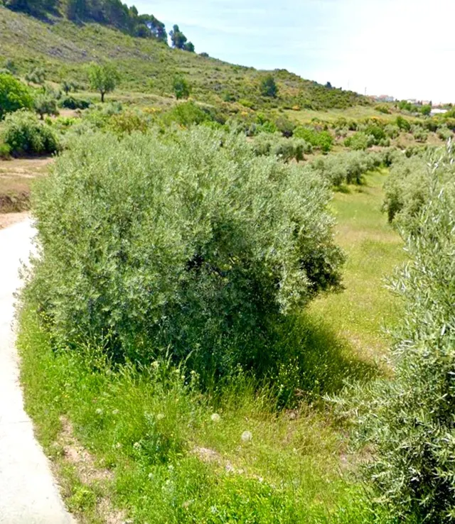 NIVAR - FINCA DE OLIVOS — 25