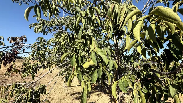 FINCA DE VIÑEDOS Y ÁRBOLES FRUTALES EN LA PALMA DEL CONDADO HUELVA — 17