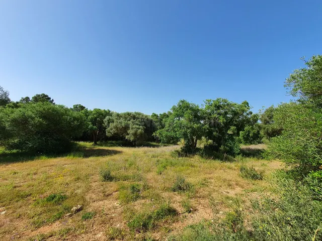 Parcela en venta - Sotogrande - Alto - foto 4