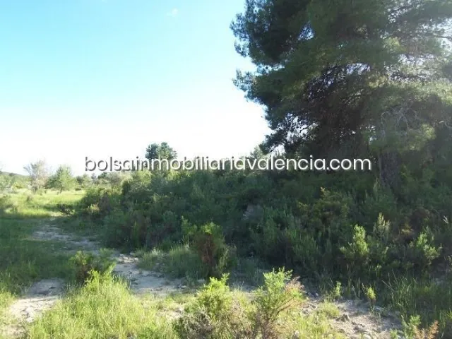 Terreno rural 8000m² en venta - La Raiosa — 10