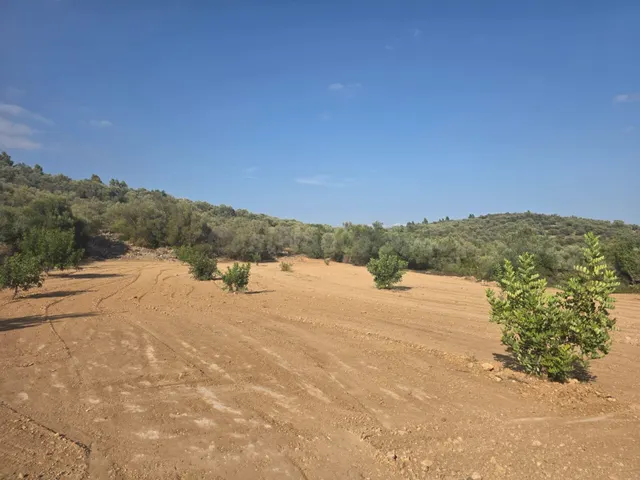 FINCA RÚSTICA MUY CUIDADA CON OLIVOS Y ALGARROBOS EN MAS DE  - foto 3