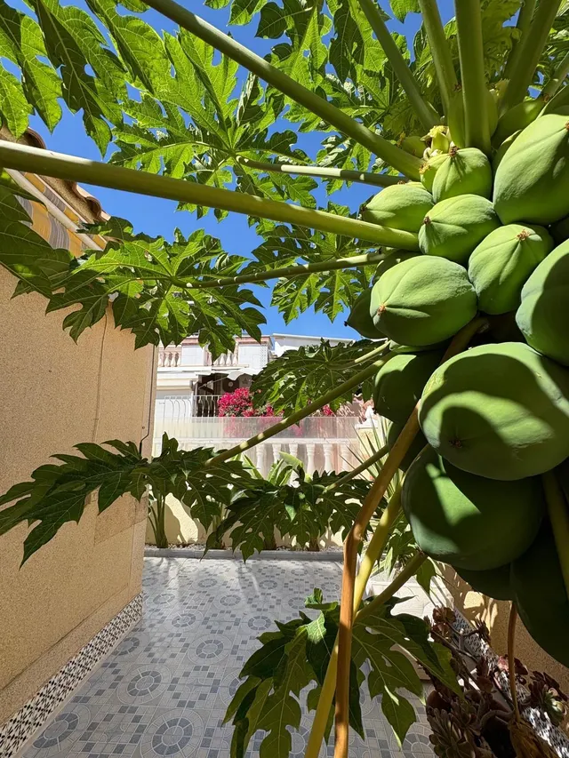 ESTUPENDA CASA REFORMADA CON LICENCIA TURÍSTICA EN JARDÍN DEL MAR III, TORREVIEJA ☀️ — 39