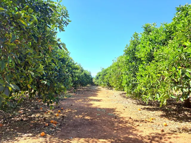 2 terrenos rurales en Carcaixent - Pujada de Maseres - foto 2