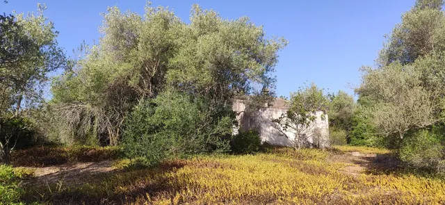 FINCA RÚSTICA CERCA DE LA POBLACIÓN DE AMPOSTA CON ANTIGUA E - foto 2