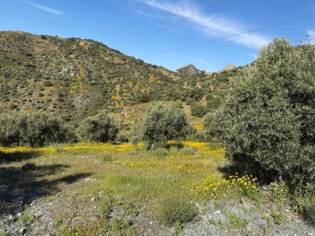 Finca rústica en venta en Álora – 6,22 ha con 1.000 olivos y - foto 3