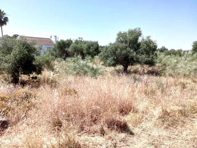 PARCELA EN URBANIZACIÓN SAN BENITO ABAD, CASTIBLANCO DE LOS  - foto 5