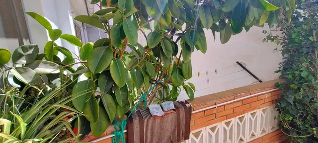 SE VENDE CHALET Y EDIFICIO DE 2 PLANTAS EN PETRER — 33