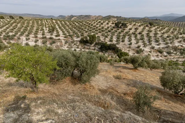 Olivar en venta - JAYENA — 23