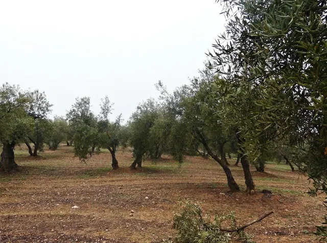 Finca rústica en Peligros – Excelente ubicación y acceso — 14