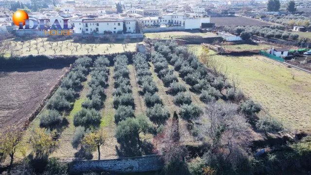 OLIVAR EN LA ZUBIA DE 3.597 M2 — 20