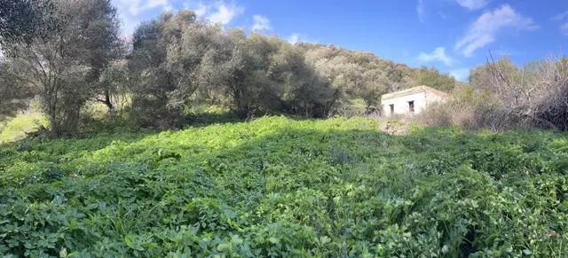 PARCELA RÚSTICA EN LA MUELA — 2