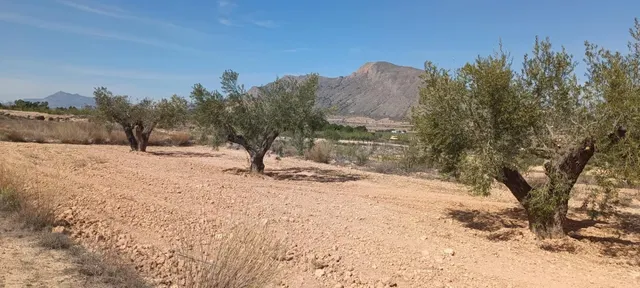 Casa cueva con terreno en Barbarroja - foto 2