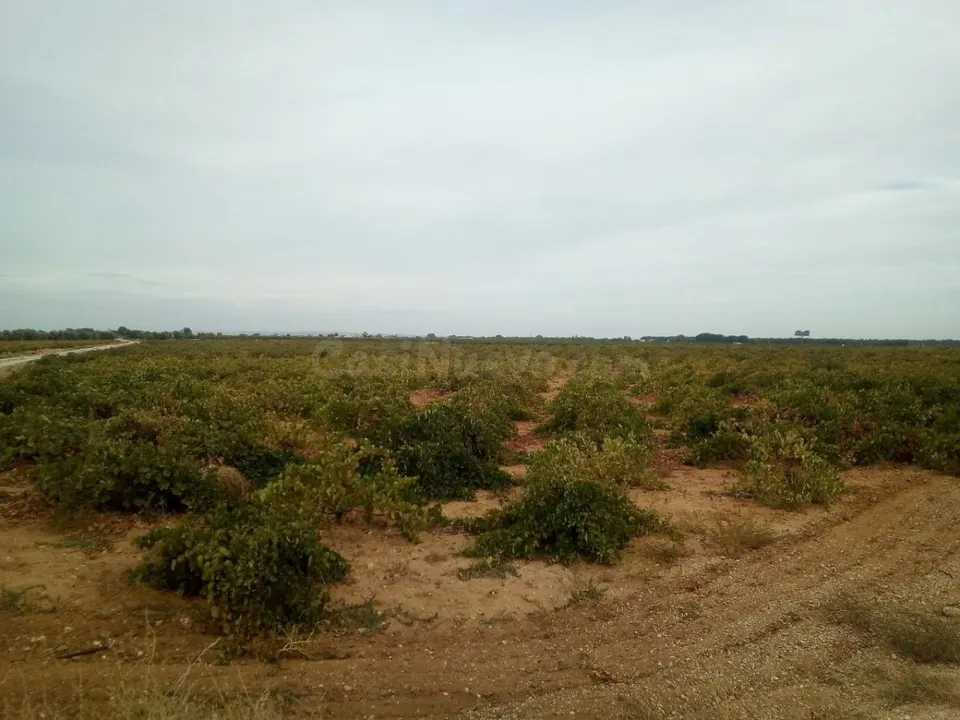 Se venden 2 hectareas de viña de regadio en Socuellamos