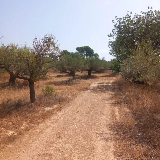 Finca rústica con casa de campo reformada, olivos, algarrobos y caravana, cerca de Tortosa — 26