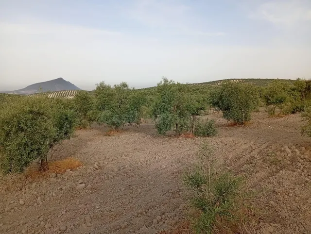 OLIVAR EN VENTA EN CARRETERA DE PRUNA!