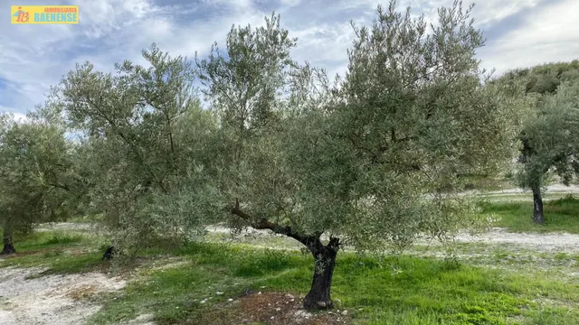 Olivar intensivo cerca de Baena — 3