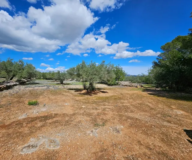 Finca Rustica de 45.344 m2, plana y plantada de olivos en producción — 5