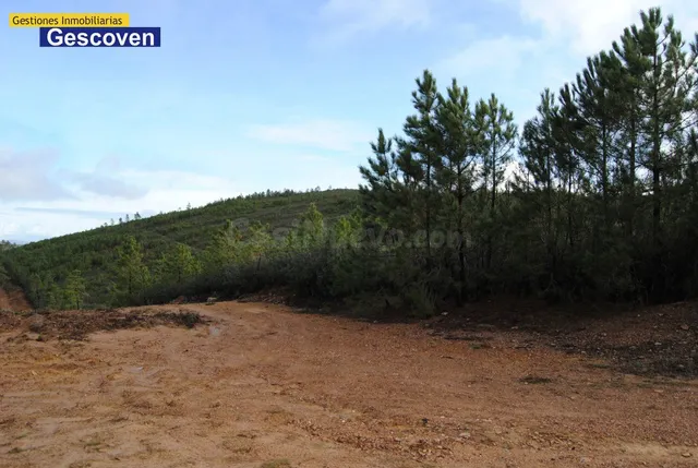 PINAR MADERABLE - foto 4