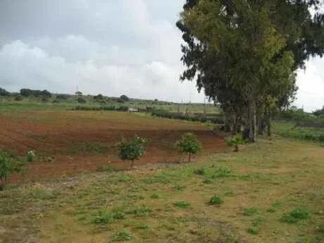 FINCA DE NARANJOS — 11