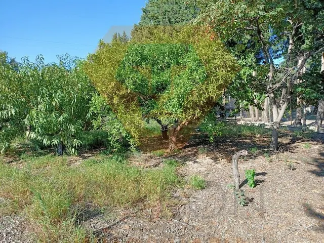 SE VENDE NAVE Y CASA CON PARCELA PARA REFORMAR O DERRIBAR EN - foto 2
