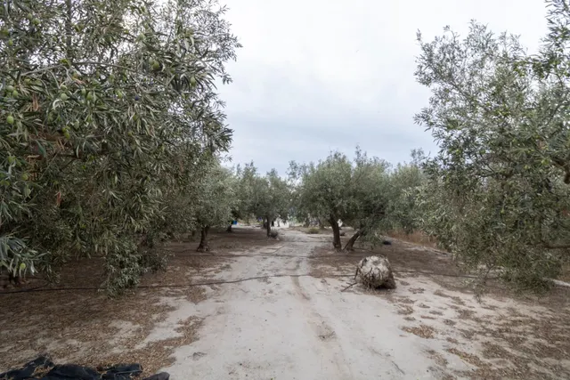 TERRENO EN PECHINA- CAMINO MARIANO — 16