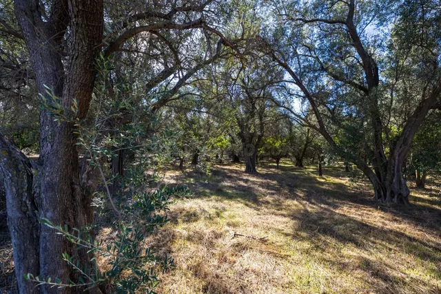 FINCA RUSTICA EN LA VEGUETA, PINOS DEL VALLE!! - foto 4