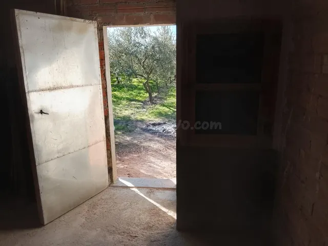 Finca con Caseta y Olivos en Molineres - foto 5