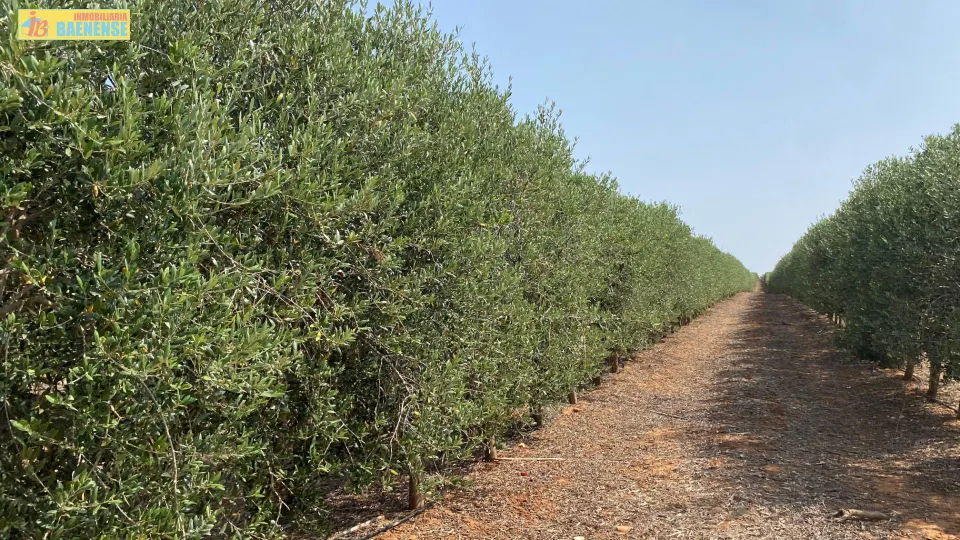 Olivar superintensivo de regadío