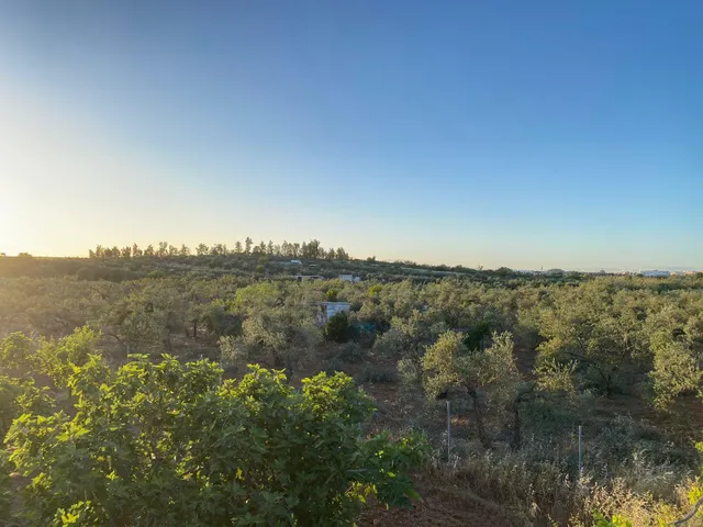 LA MEJOR PARCELA DE BORMUJOS — 2