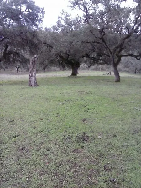 DEHESA 160 Has, GANADERA SIERRA DE HUELVA — 6