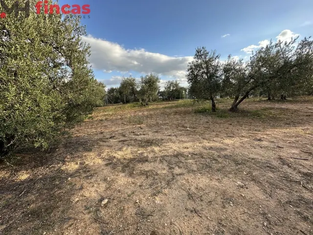 Precioso Olivar de secano 100 patas aprox . y 3.600 Mt2 de p