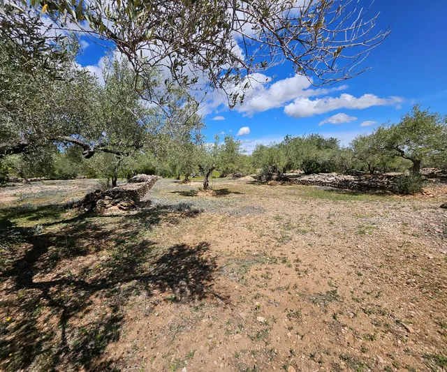 Finca Rustica de 45.344 m2, plana y plantada de olivos en producción — 7