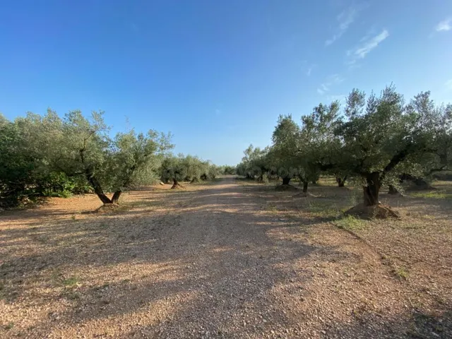 Fantástica finca con casa en la Miliana — 18