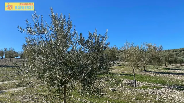 Buen olivar a pie de carretera. — 7