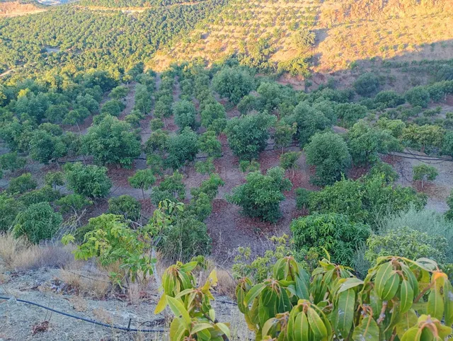 Finca rústica con cultivos y pozos propios en Vélez-Málaga — 3