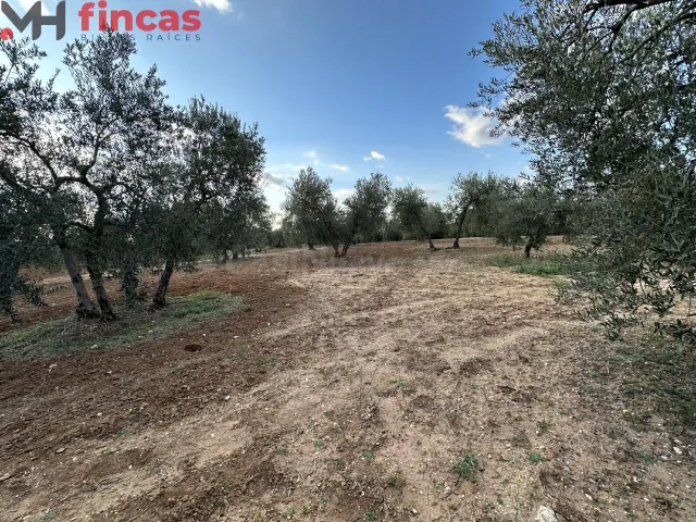 Precioso Olivar de secano 100 patas aprox . y 3.600 Mt2 de p - foto 3