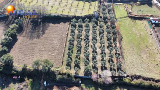 OLIVAR EN LA ZUBIA DE 3.597 M2 — 19