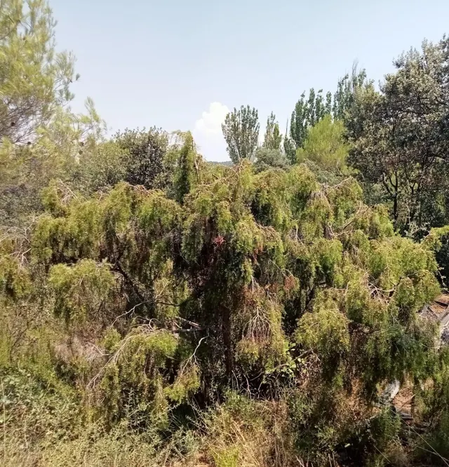 Tegeisa vende parcela llana de 1.131m2 - foto 2