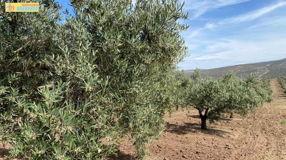 Olivar intensivo en plena producción