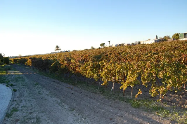 FINCA DE VIÑEDOS — 20
