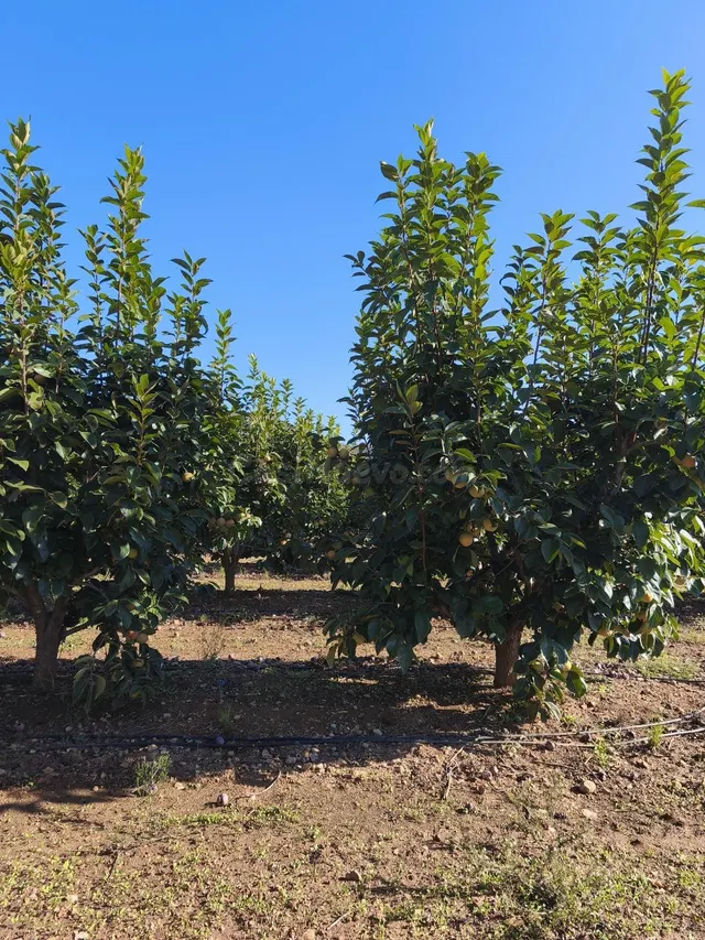 Terreno rural en venta - Comunidad valenciana - foto 2