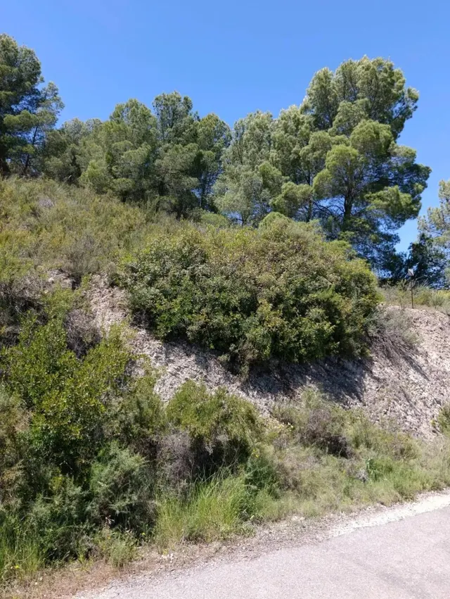 “Terreno rústico de 6.681 m2 en Cehegín – Paraje El Chaparral” — 10