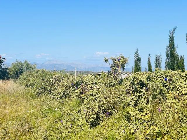 MAGNÍFICO SOLAR URBANO EN SINEU - foto 3