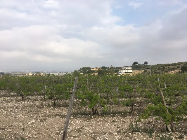 27.500 metros de terreno con plantacion de Uvas o para construir un Chalet — 12
