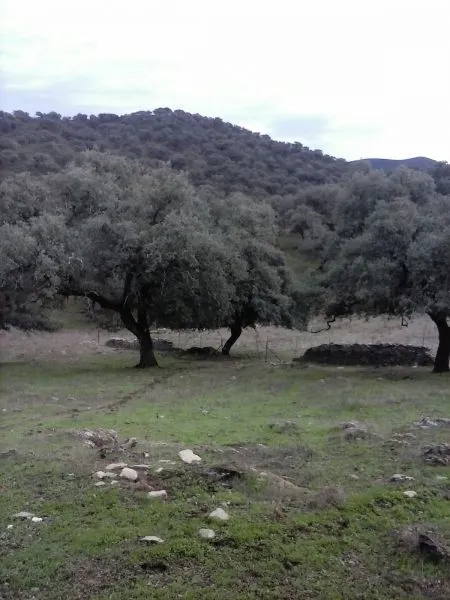 DEHESA 160 Has, GANADERA SIERRA DE HUELVA — 8