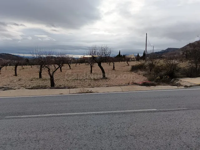 SE VENDE TIERRA CON ALMENDROS EN PRODUCCIÓN!!! - foto 2
