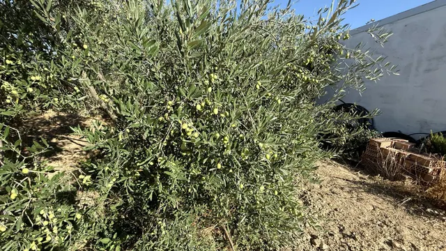 FINCA DE VIÑEDOS Y ÁRBOLES FRUTALES EN LA PALMA DEL CONDADO HUELVA — 16